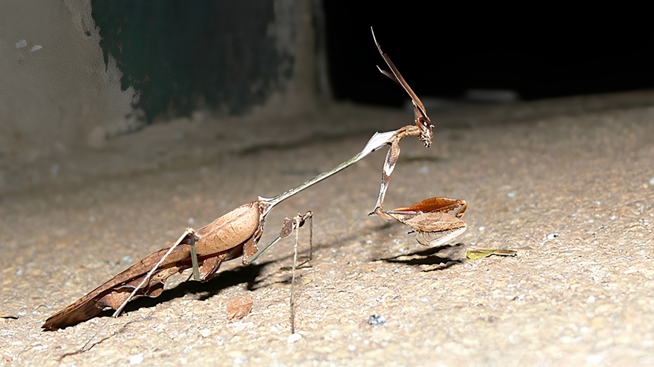 A Twig On The Road